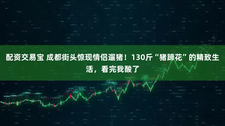 配资交易宝 成都街头惊现情侣遛猪！130斤“猪蹄花”的精致生活，看完我酸了